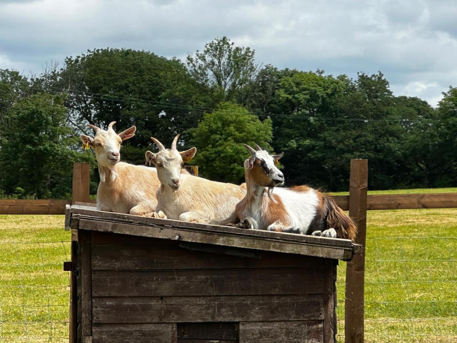 Apartmán The Cow Shed Narberth Exteriér fotografie